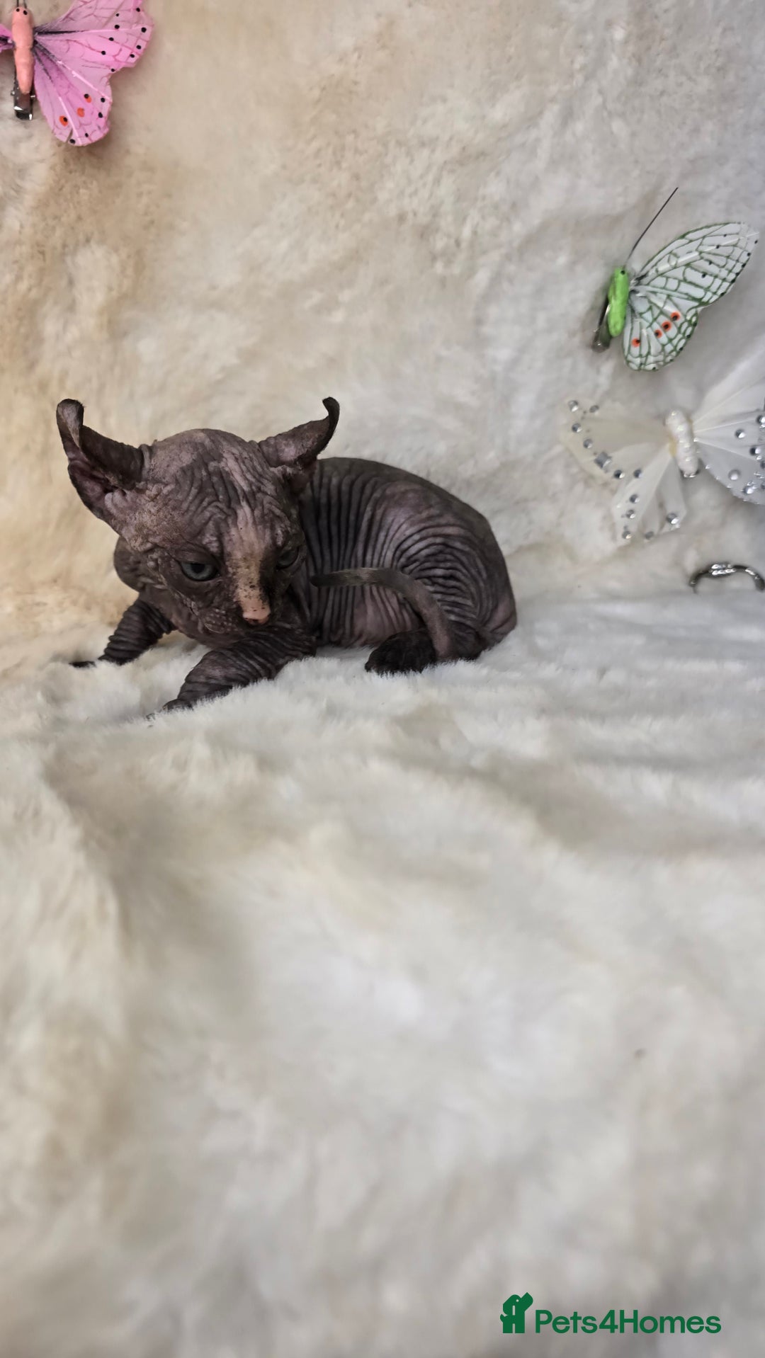 Sphynx cats for sale: Elf sphynx girl with perfect body - Image 3