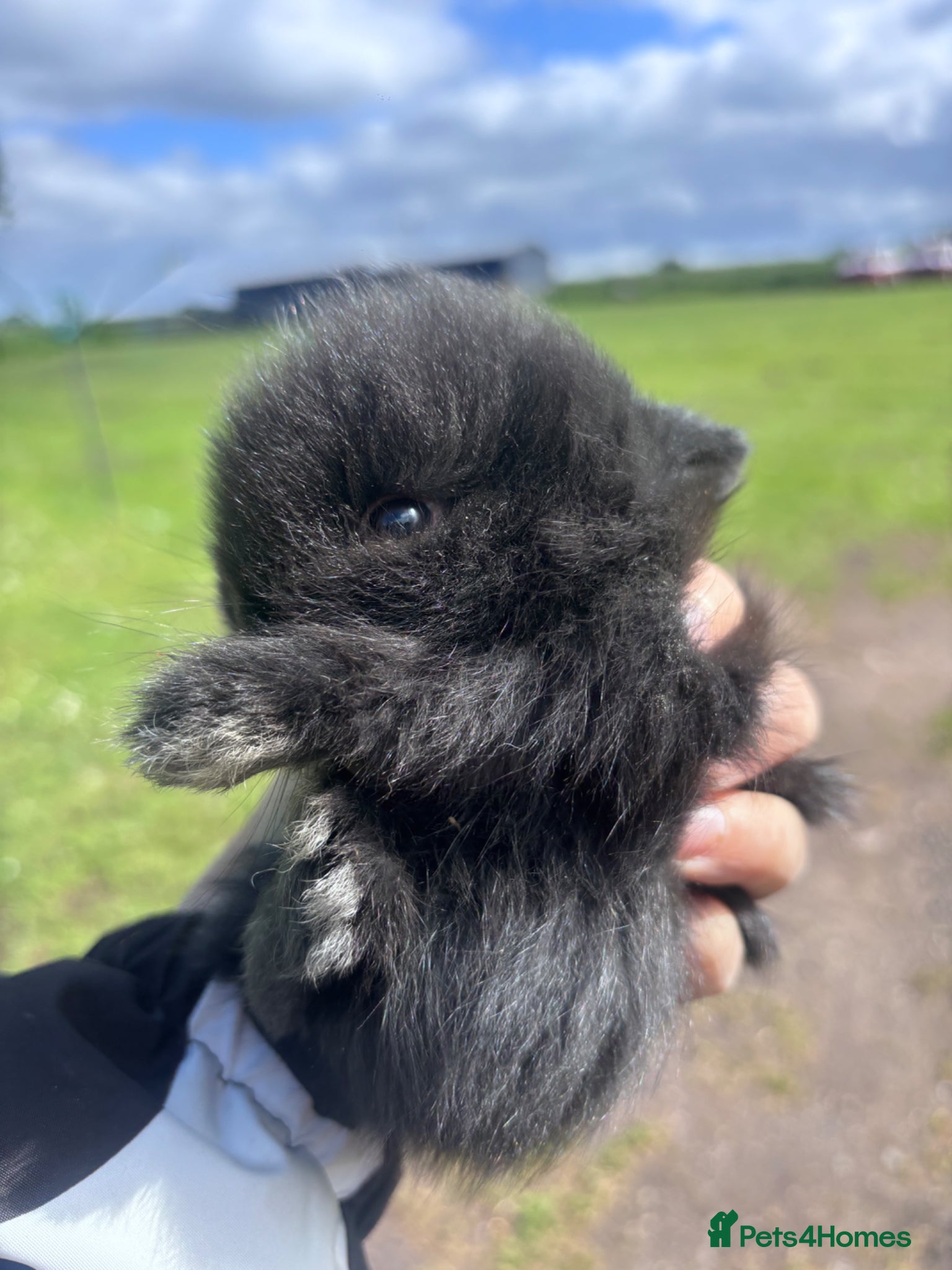 Lionhead rabbits for sale: Stunning lion head bunnies for sale  - Advert 9