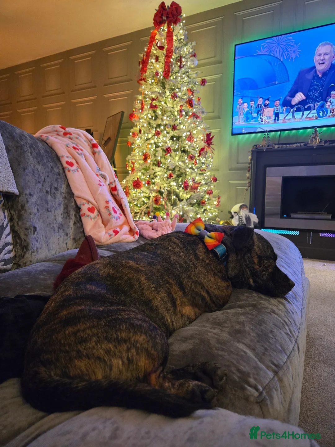 Staffordshire Bull Terrier dogs for sale: Staffordshire for sale in Cwmbran - Advert 4