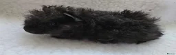 Guinea Pig rodents for sale: 2 Lunkarya Sows  - Advert 3