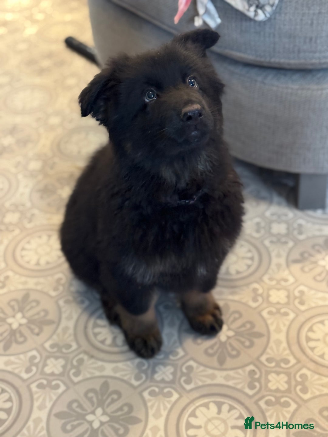 German Shepherd dogs for sale: Long haired German shepherd  - Advert 6