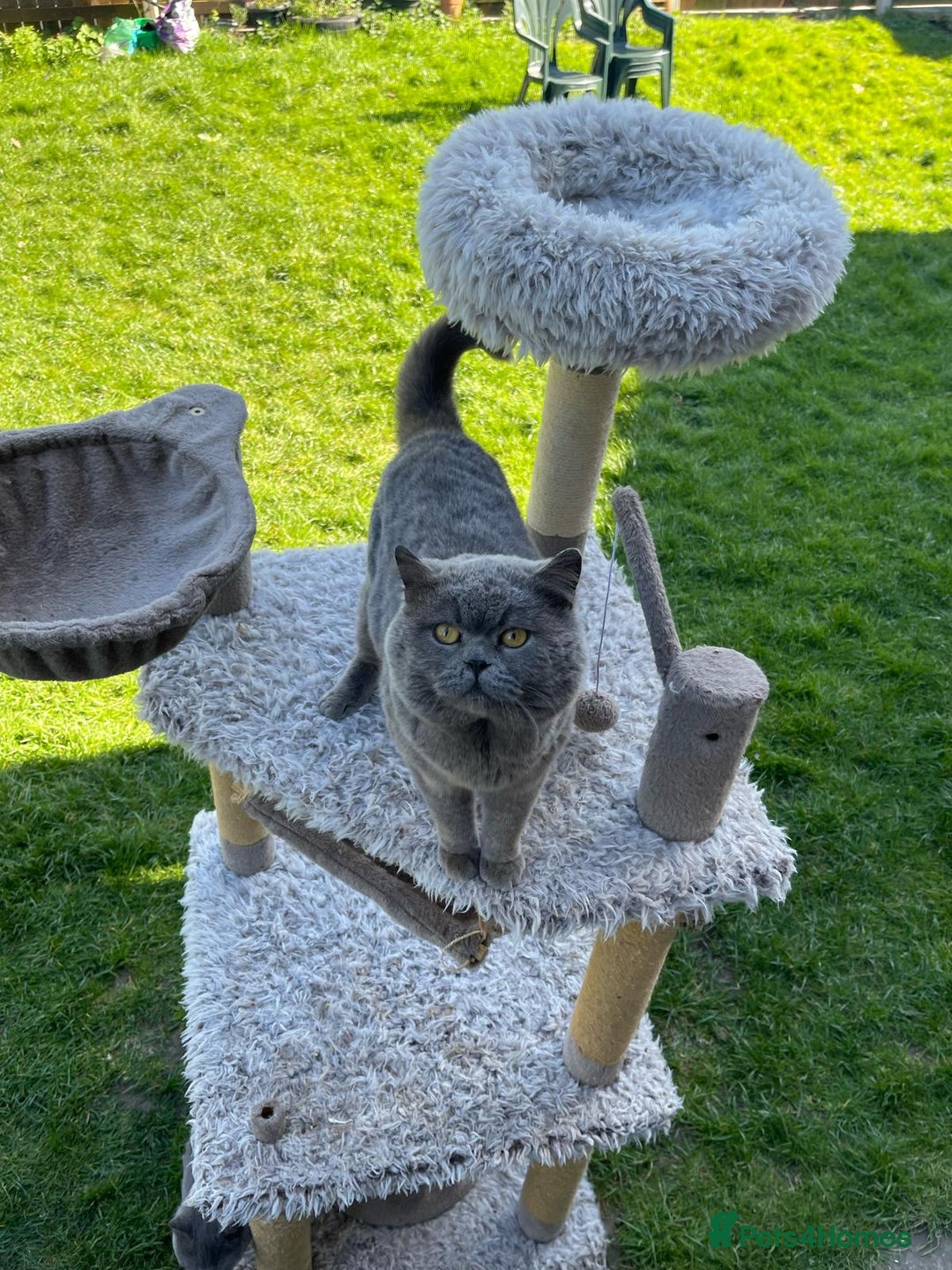 British Shorthair cats for sale: British blue short hair  - Image 2