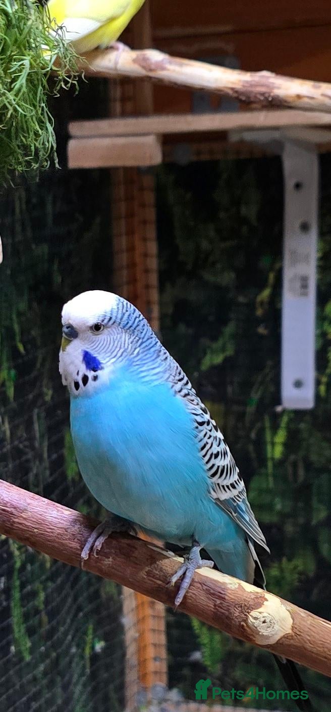 Budgerigars birds Hand-friendly budgies - Advert 1