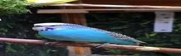 Budgerigars birds for sale: Mature Blue Budgie Male - Advert 1