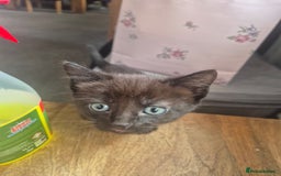 Mixed Breed cats for sale: 3 beautiful kittens - Image 3
