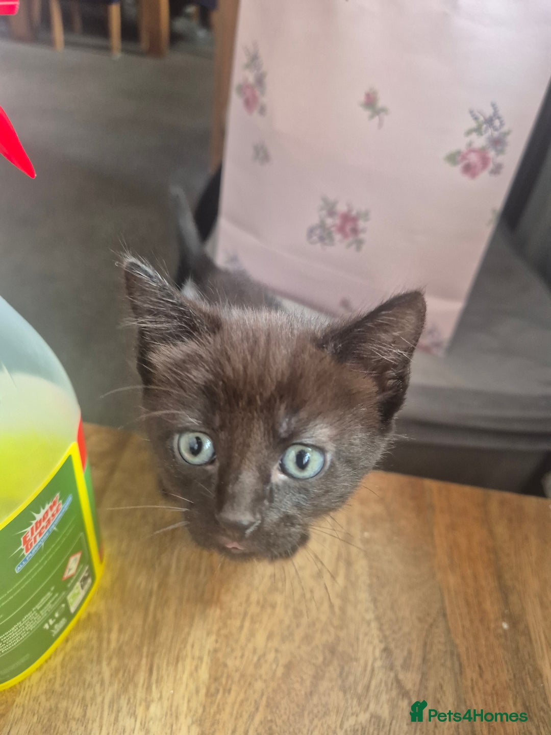 Mixed Breed cats for sale: 3 beautiful kittens - Image 3