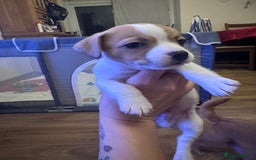 Jack Chi dogs for sale: Jack-chi puppies - Advert 19