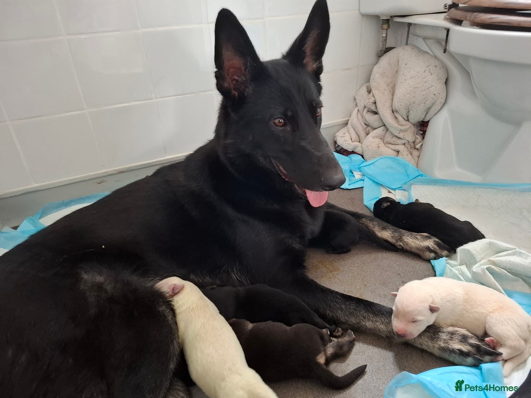 German Shepherd dogs for sale: Stunning litter of German shepherd puppies   - Image 18