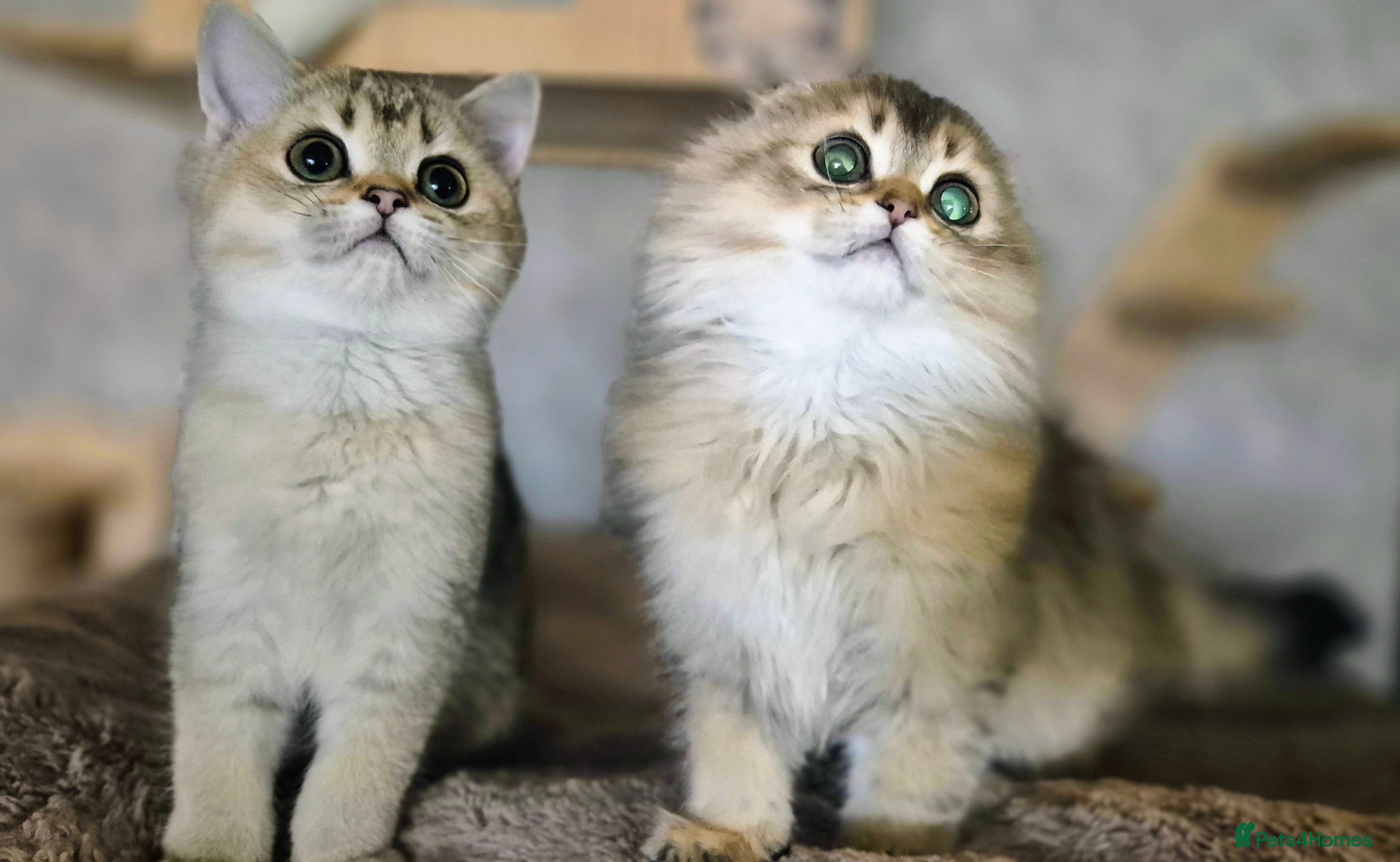 Scottish Fold cats 2 Scottish Fold available   - Advert 2