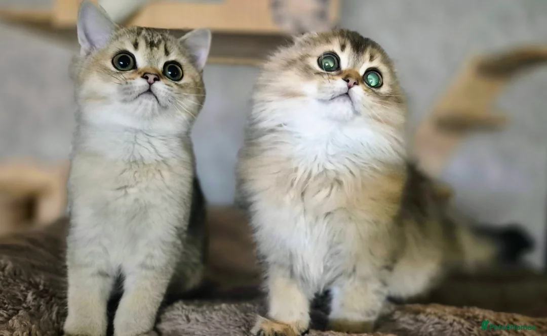 Scottish Fold cats for sale: 2 Scottish Fold available   - Advert 1