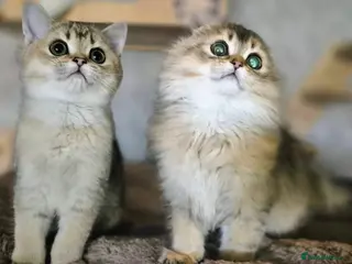 Scottish Fold cats 2 Scottish Fold available - Advert 3