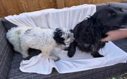 Cockapoo dogs for sale: F1 toy cockapoo puppies - Image 11