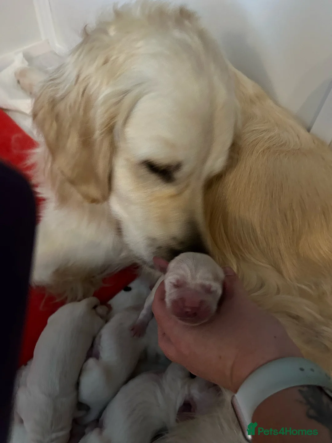 Golden Retriever dogs for sale: ELITE 5 GENERATION KC REG GOLDEN RETRIEVER PUPPIES - Advert 2