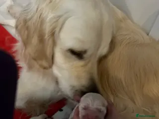 Golden Retriever dogs ELITE 5 GENERATION KC REG GOLDEN RETRIEVER PUPPIES - Advert 1