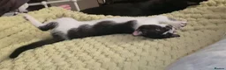 Domestic Shorthair cats for sale: 2 loving sweet kittens looking for a new home - Advert 18