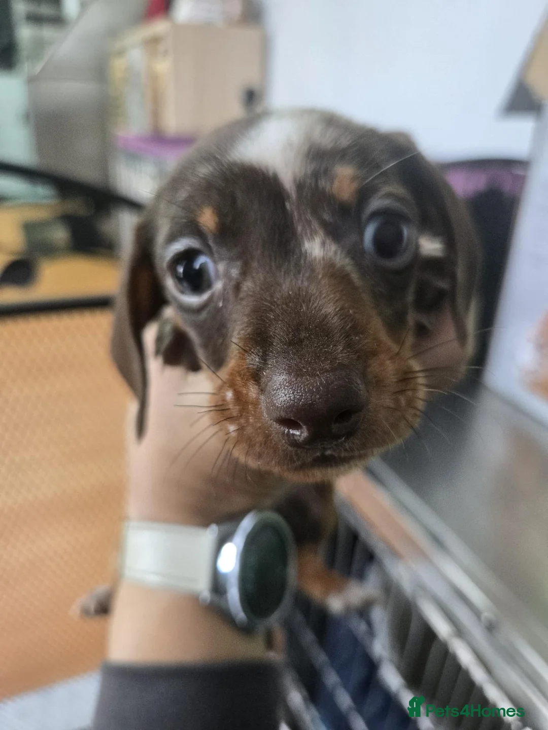 Miniature Dachshund dogs for sale: Miniature daschund pups - Advert 2