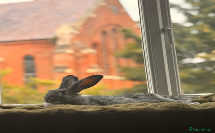 Mixed Breed rabbits - Advert 1
