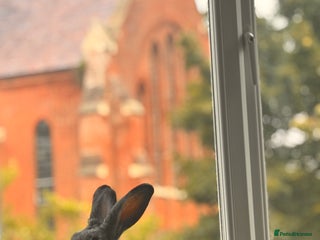 Mixed Breed rabbits - Advert 24