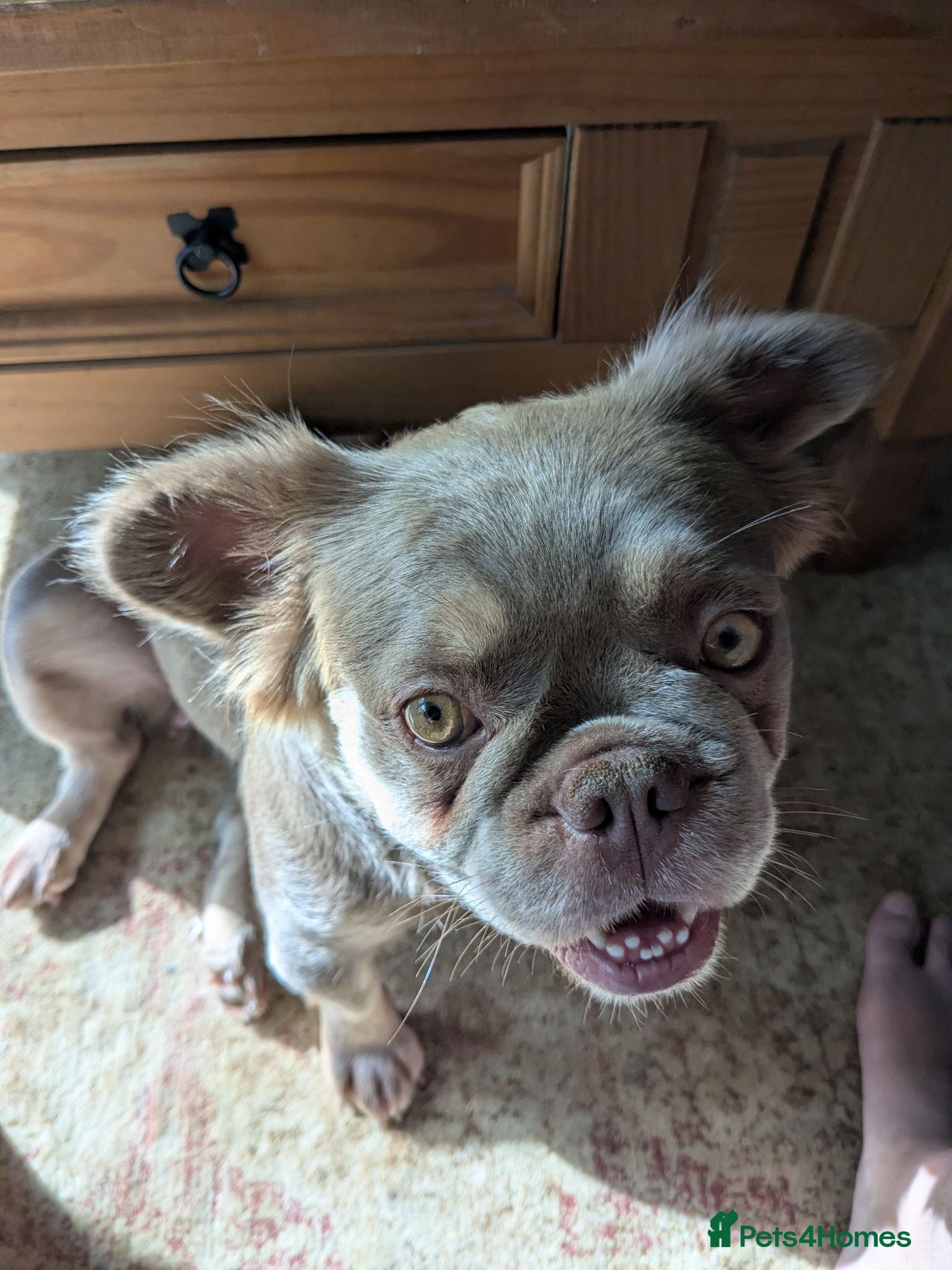 French Bulldog dogs Female fluffy French bulldog  - Advert 3