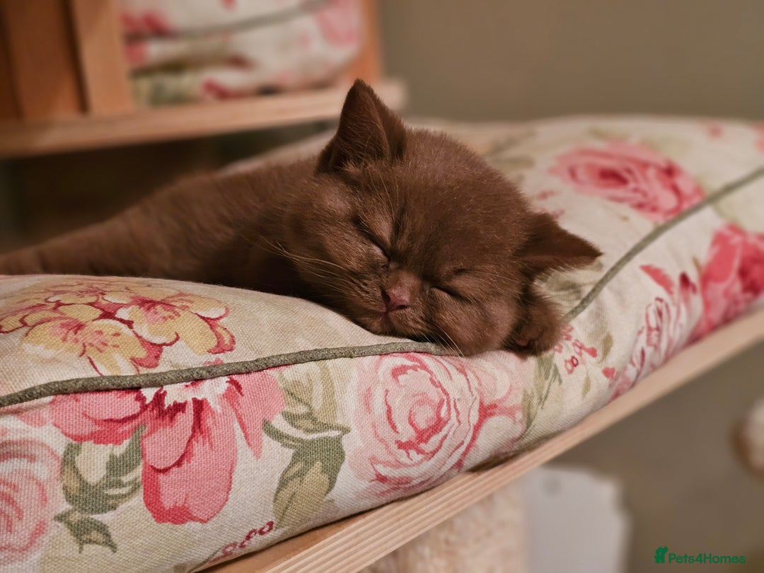 British Shorthair cats for sale: Gccf champion line rare fawn bsh kittens - Image 22