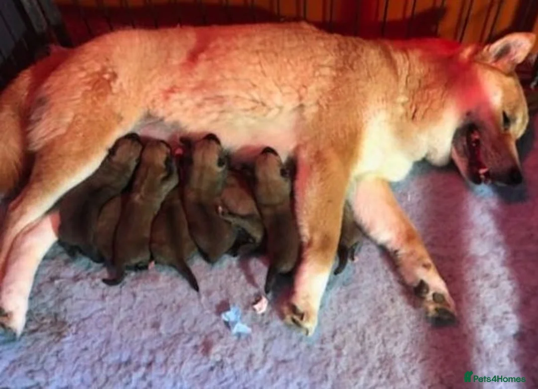 Japanese Shiba Inu dogs for stud: KC Registered Shiba Inu Stud Dog in Newcastle upon Tyne - Advert 14