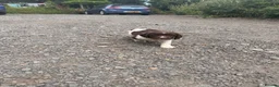 English Springer Spaniel dogs for sale: Working English Springer Spaniel Puppies - Advert 11