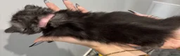 Maine Coon cats for sale: TICA & Council licensed Maine Coon kittens  - Advert 12
