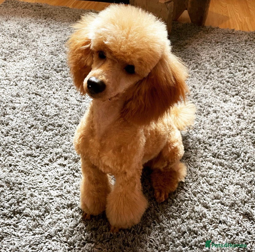 Miniature Poodle dogs KC registered (Red Miniature poodle) stud  in Bristol - Advert 2