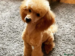 Miniature Poodle dogs KC registered (Red Miniature poodle) stud in Bristol - Advert 2