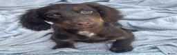 Cocker Spaniel dogs for sale: 7 Chocolate & Tan Cocker Spaniel Pups  - Advert 3