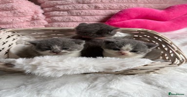 British Shorthair cats - Advert 5