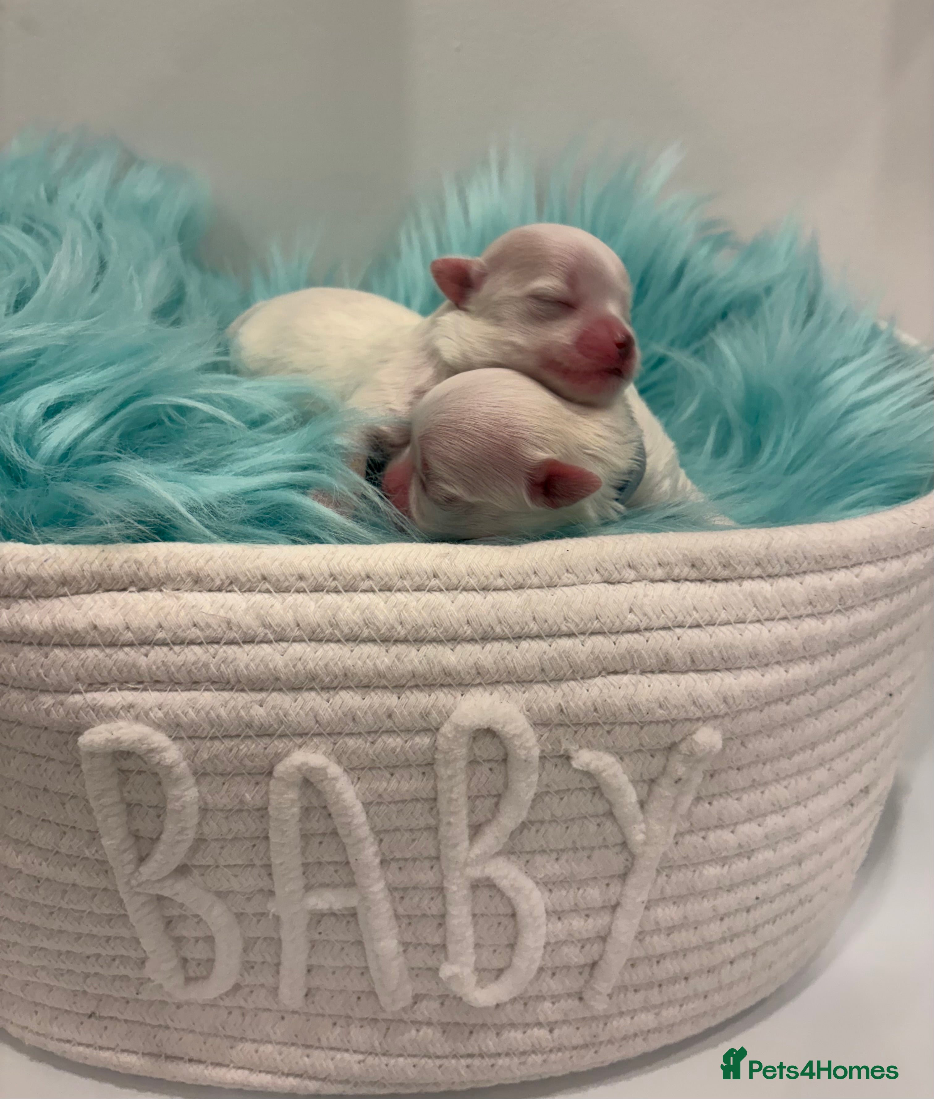 Maltese dogs ✨Beautiful tiny Korean Maltese puppies🤍 - Advert 2