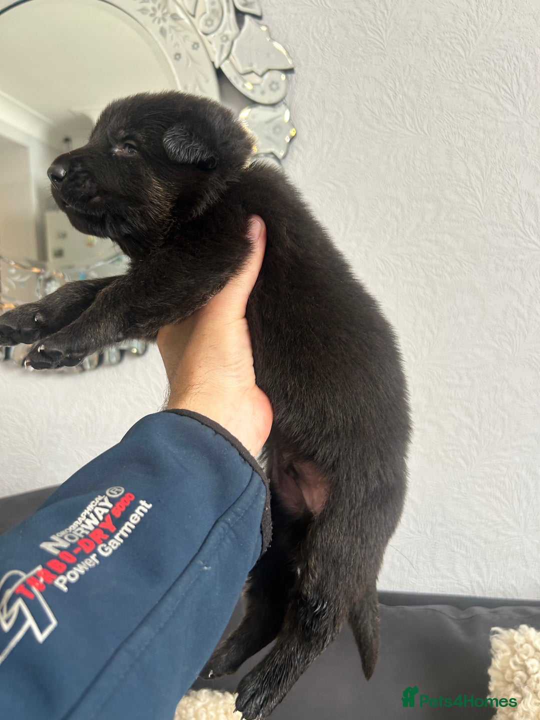 German Shepherd dogs for sale: ALFREDO  - Image 23