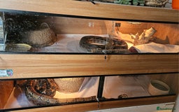 Boa Snake reptiles for sale: Two Friendly Boa Constrictors + 6ft Vivariums - Image 1