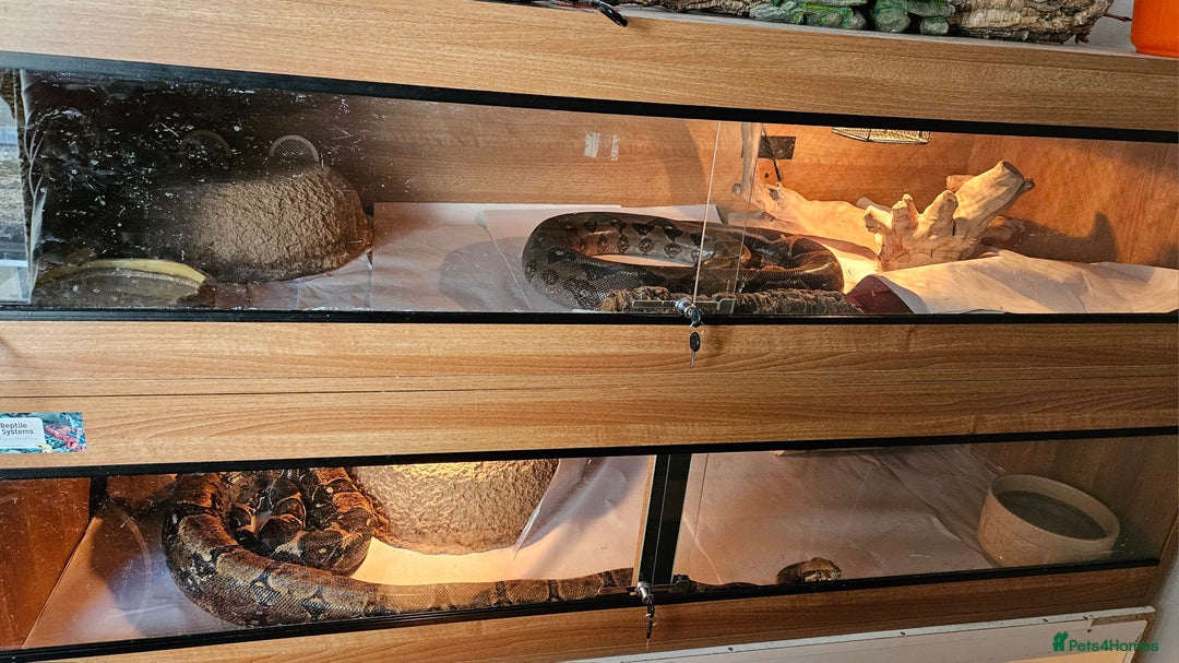 Boa Snake reptiles for sale: Two Friendly Boa Constrictors + 6ft Vivariums - Image 1