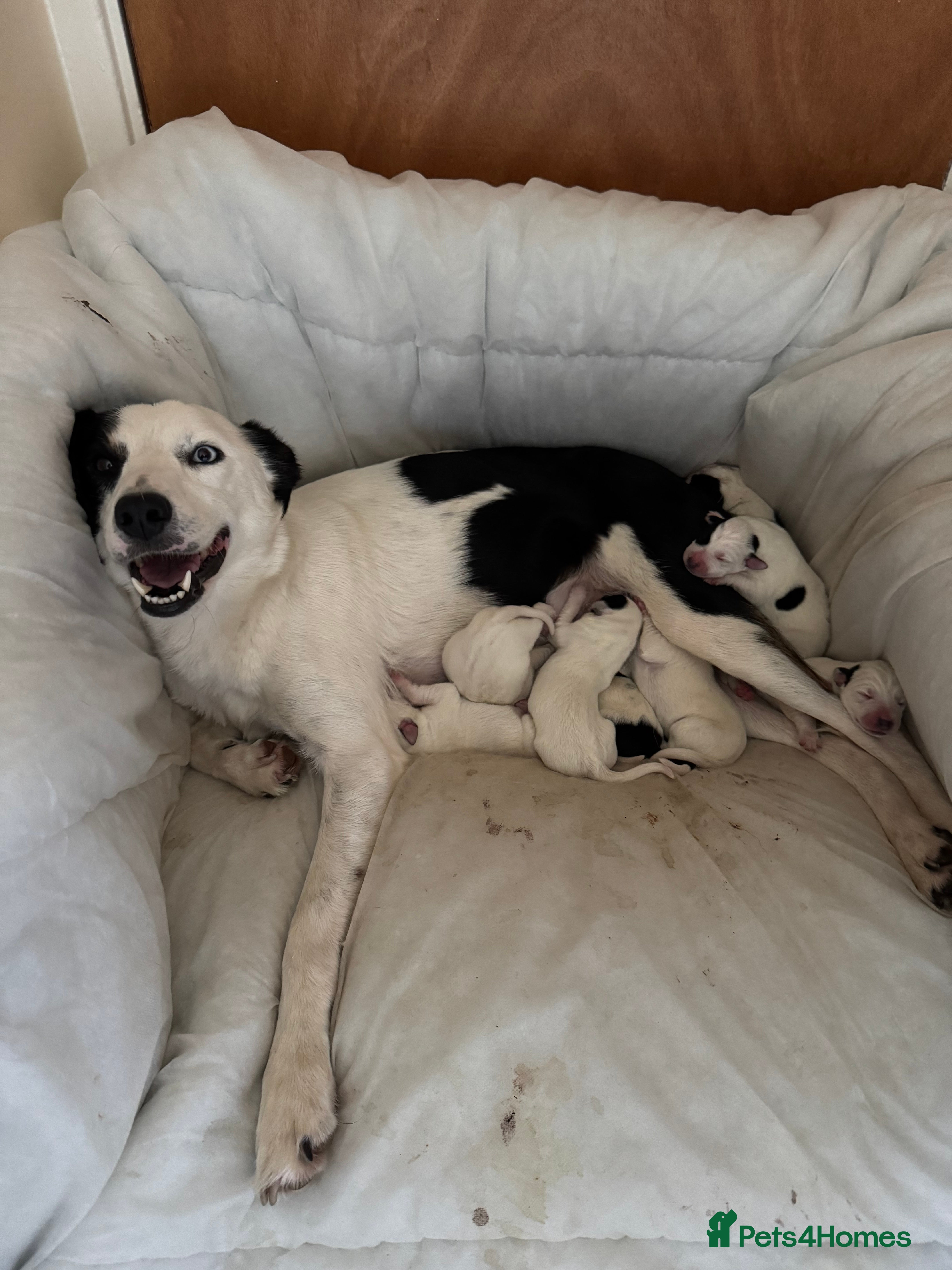 Mixed Breed dogs Beautiful Collie x Dalmatian Puppies - Advert 1