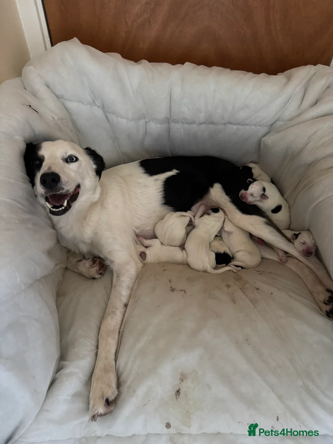 Mixed Breed dogs for sale: Beautiful Collie x Dalmatian Puppies - Advert 8