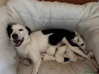 Mixed Breed dogs Beautiful Collie x Dalmatian Puppies - Advert 1