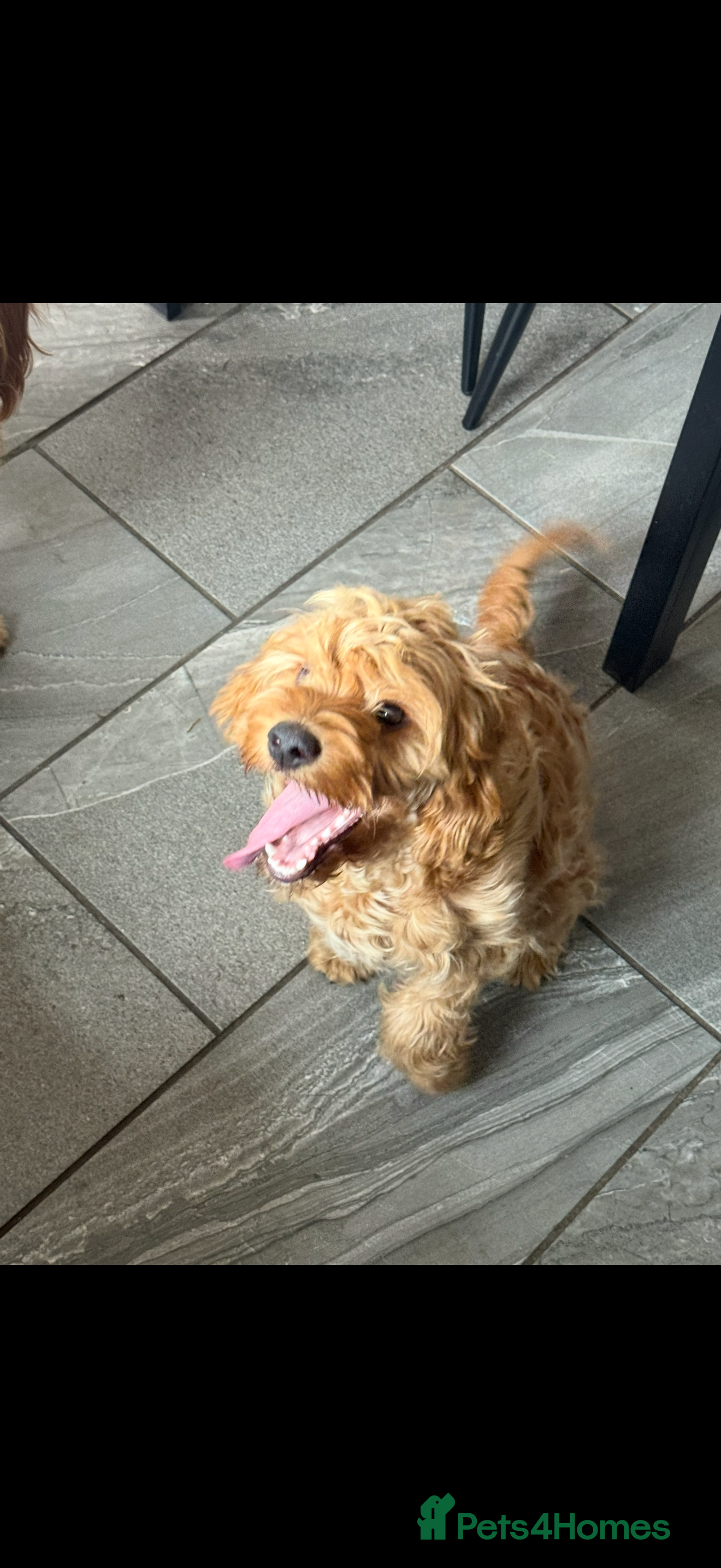 Cockapoo dogs F1 Cockapoo Male looking for a new forever sofa  - Advert 1