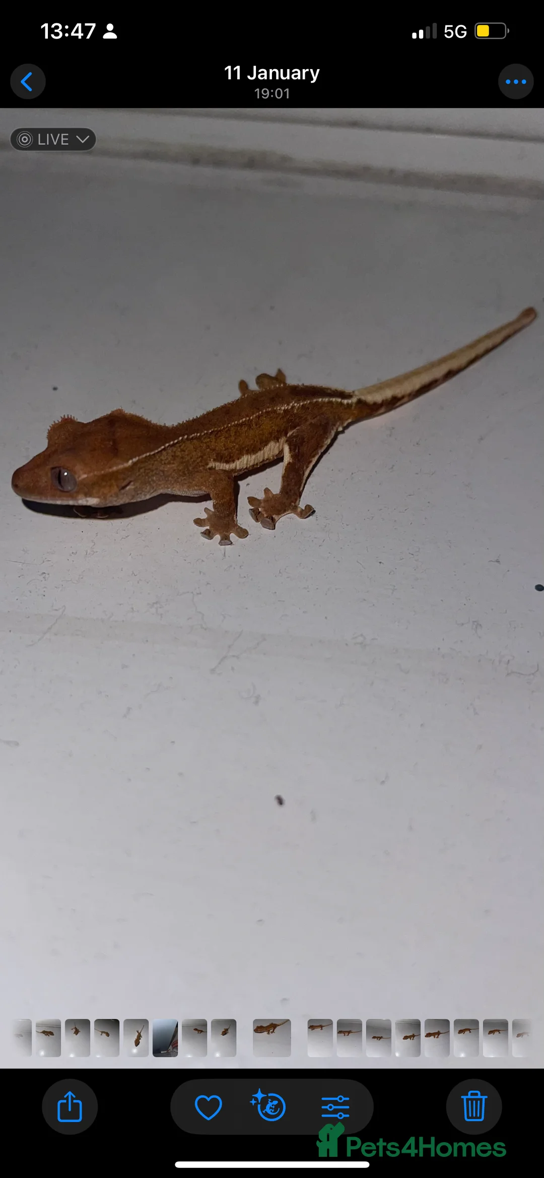 Gecko reptiles for sale: 3 red phantom Lilly white for sale  - Advert 1