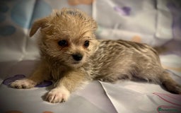 Mixed Breed dogs for sale: Malchi Puppies Looking for Their Forever Homes  - Image 18