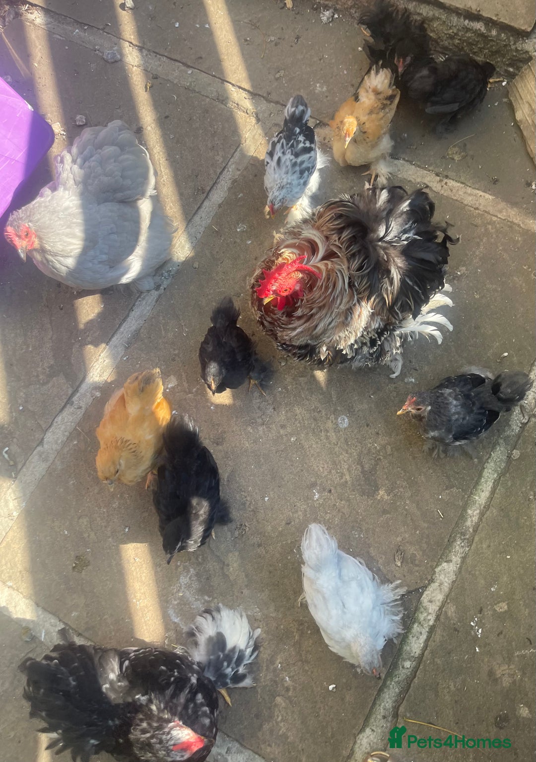 Chickens poultry for sale: Hen, POL Hens, Cockerels and chicks - Image 21