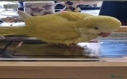 Parrots birds for sale: Hand reared Quaker and Conure chicks - Image 18