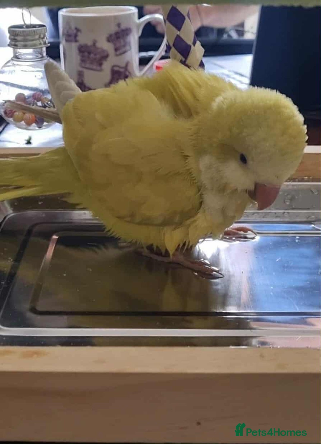 Parrots birds for sale: Hand reared Quaker and Conure chicks - Image 18