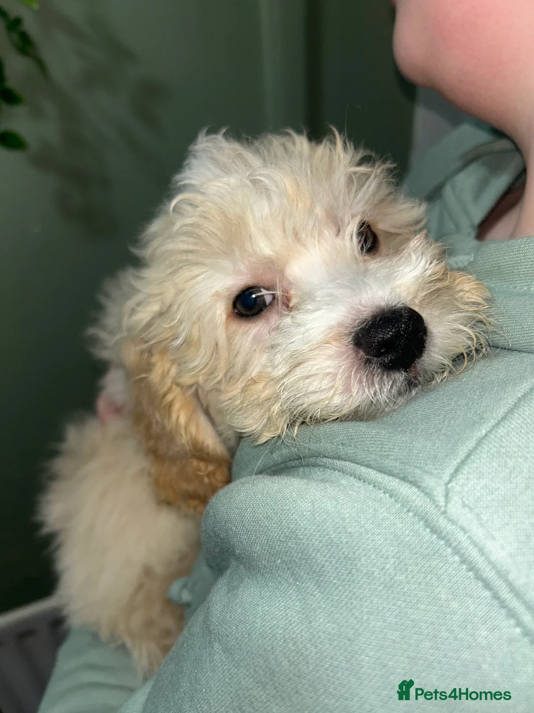 Cavapoo dogs for sale: BEAUTIFUL TOY CAVAPOOS - Advert 23