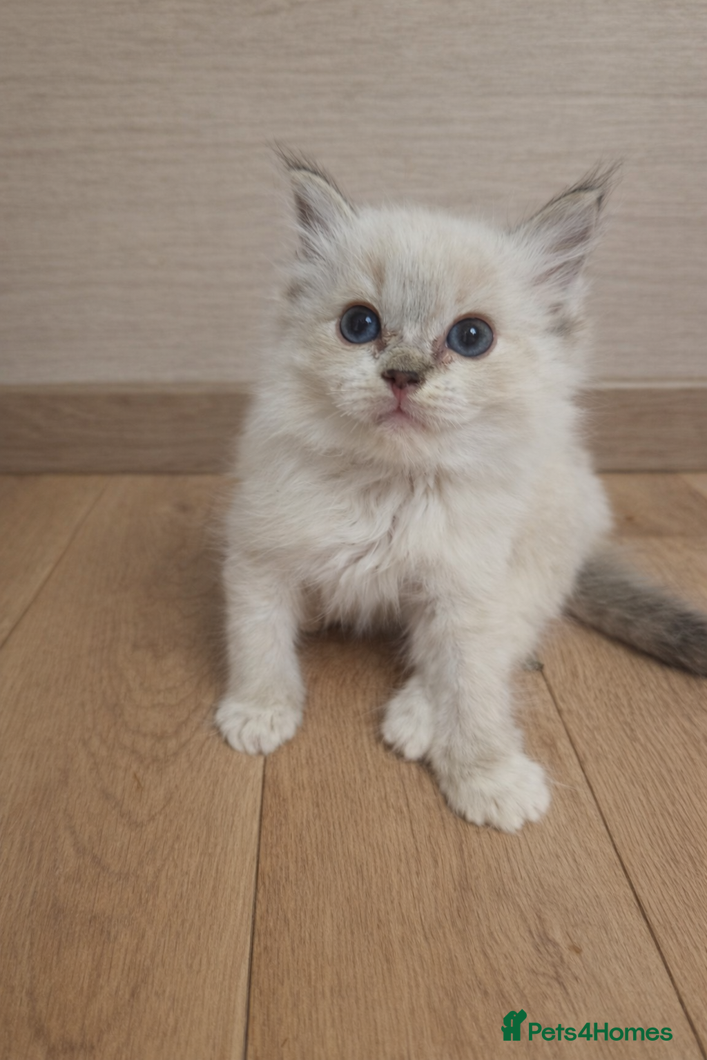 Ragdoll cats Stunning Ragdoll kittens - Advert 2