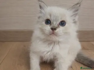 Ragdoll cats Stunning Ragdoll kittens - Advert 2