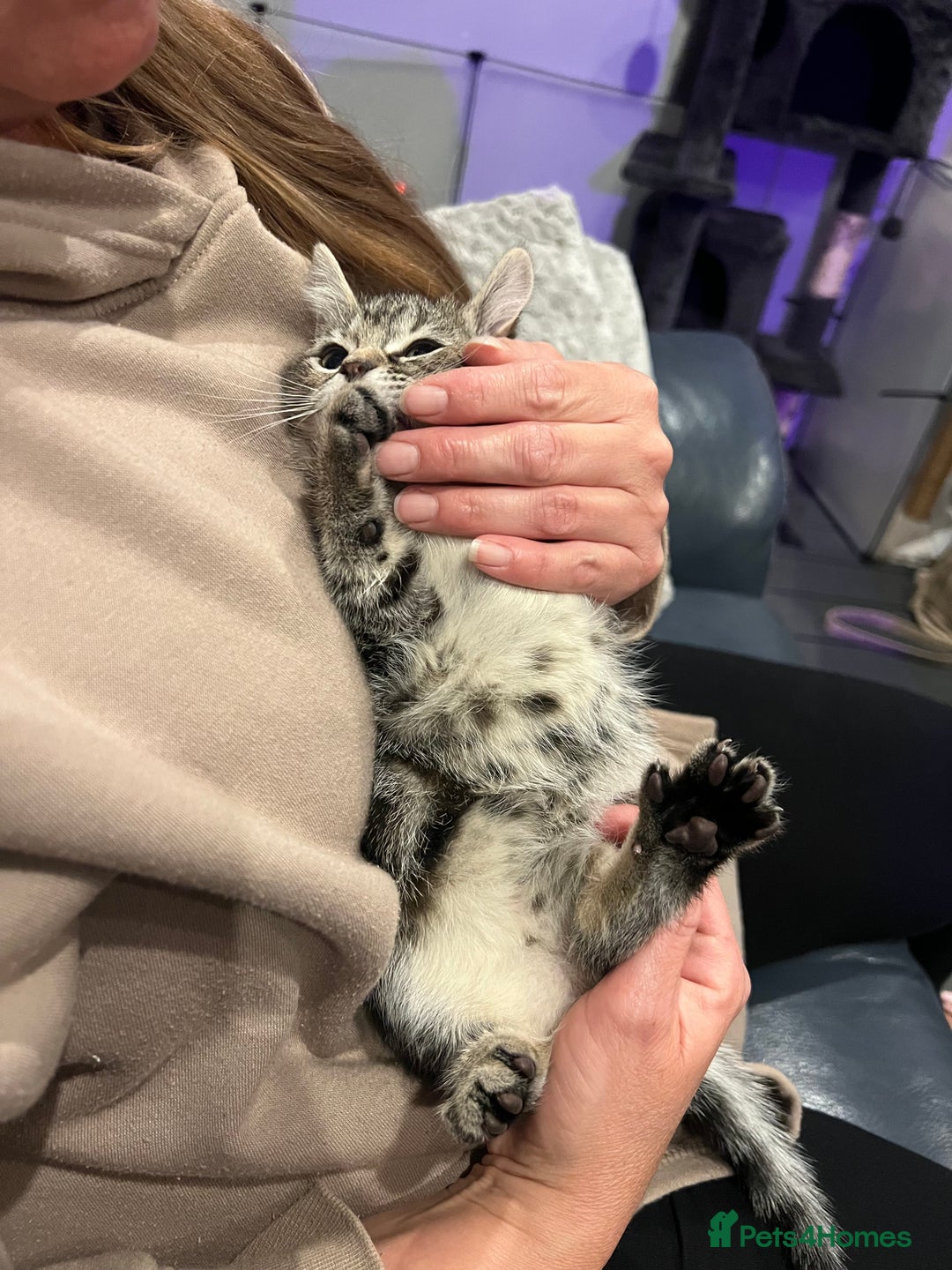 Mixed Breed cats for sale: Half bengal / tabby’s  - Image 2