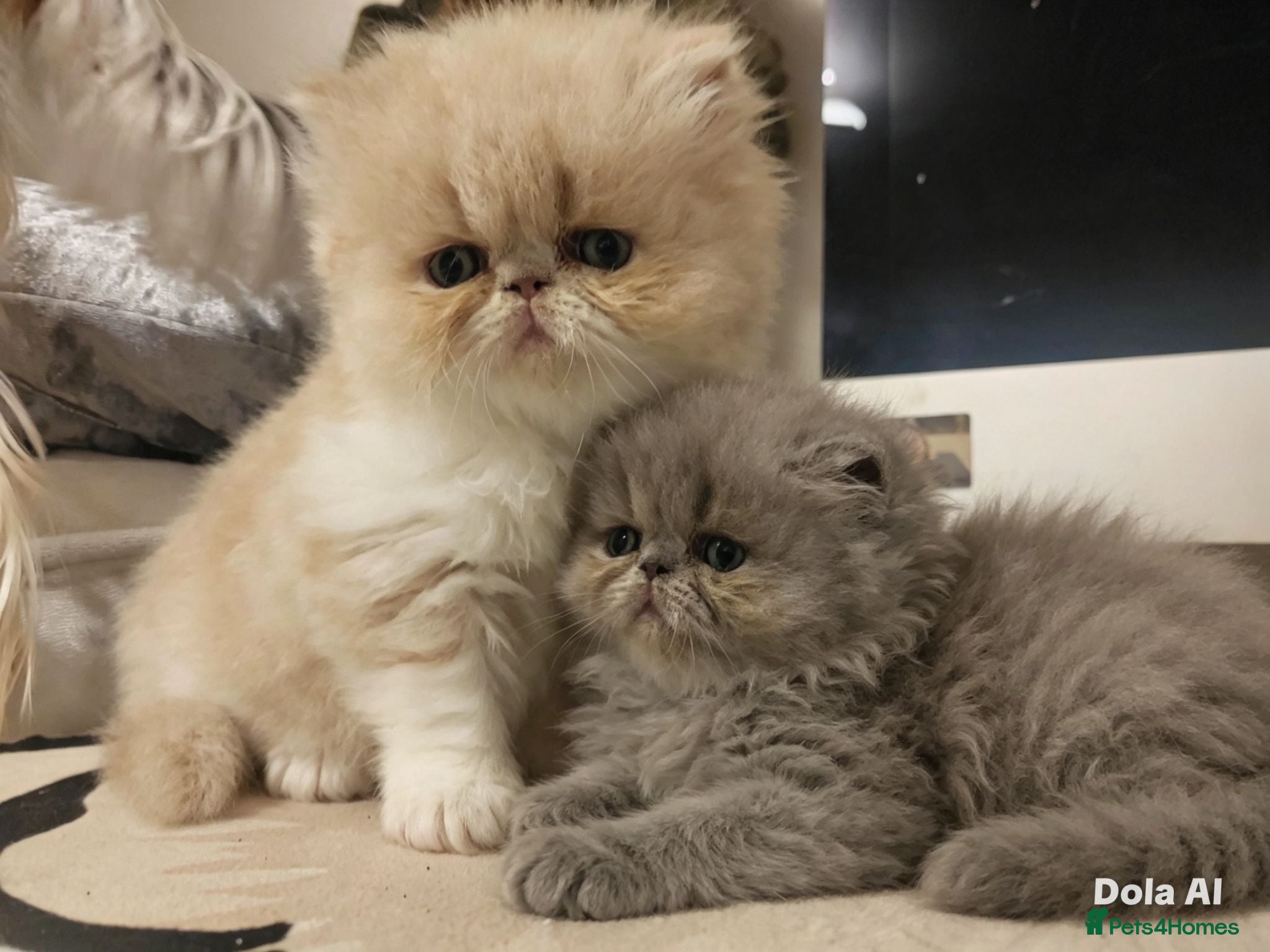 Persian cats Exotic Persian Kittens  - Advert 1