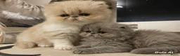 Persian cats for sale: Exotic Persian Kittens  - Advert 1
